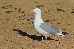 European Herring Gull